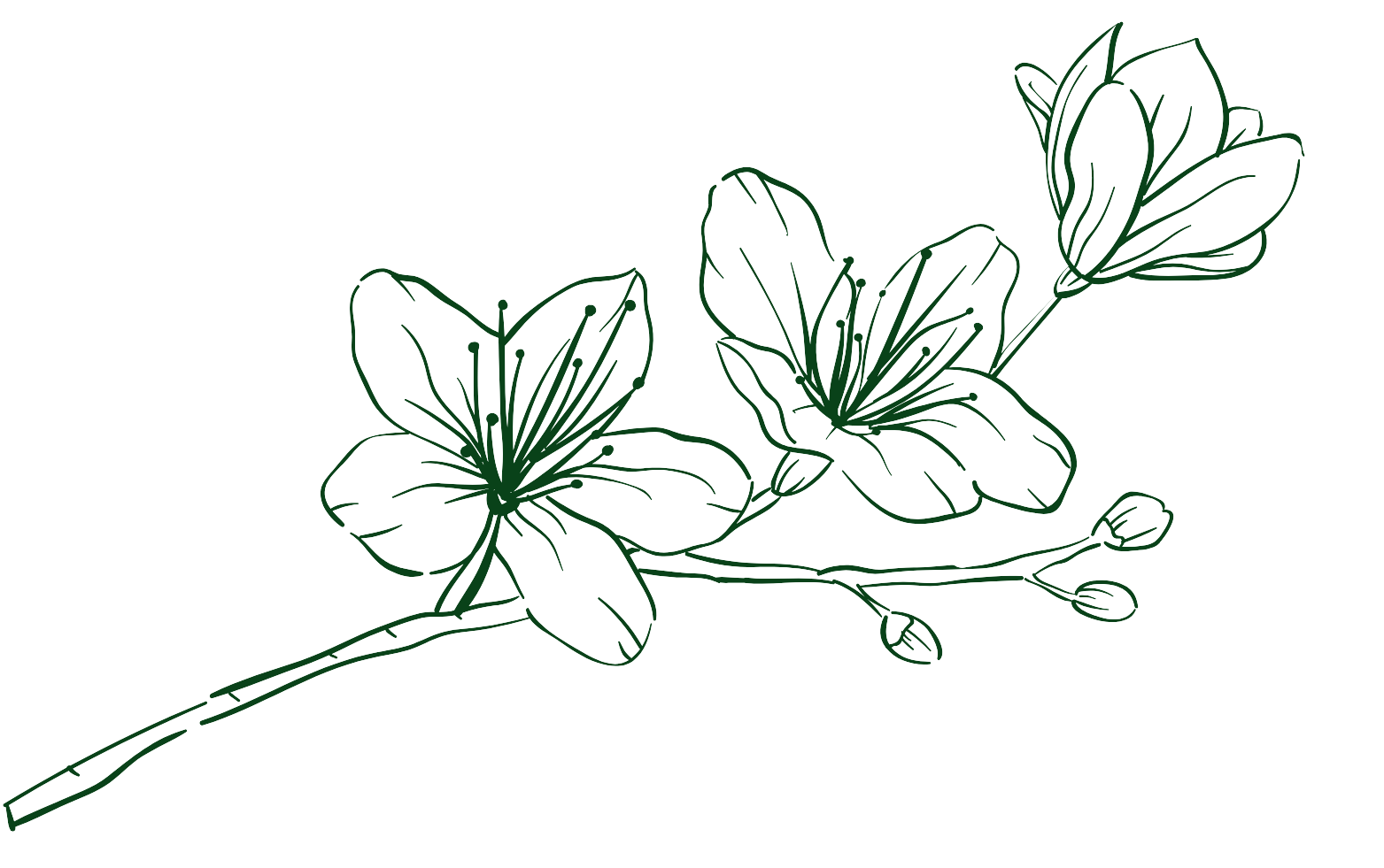 3_transparent